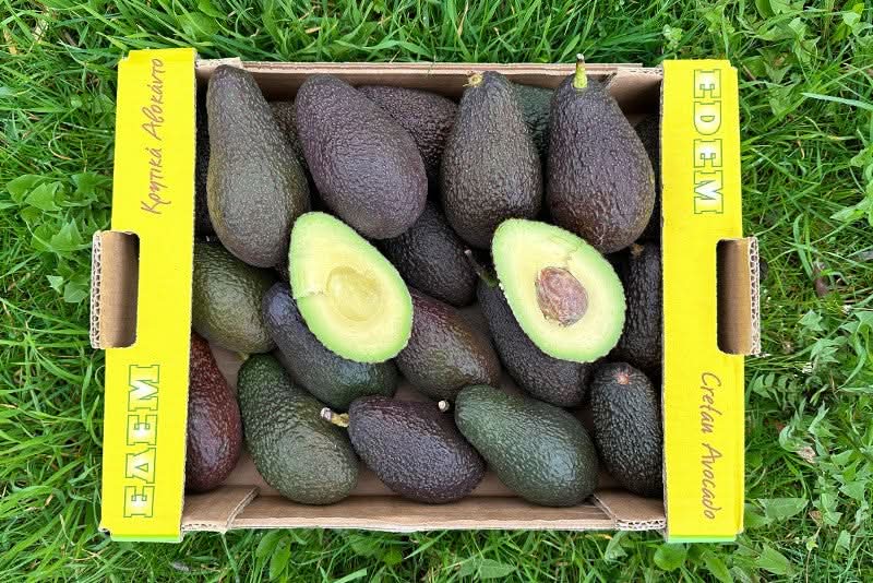 Avocado Hass Kreta 1 Stk.