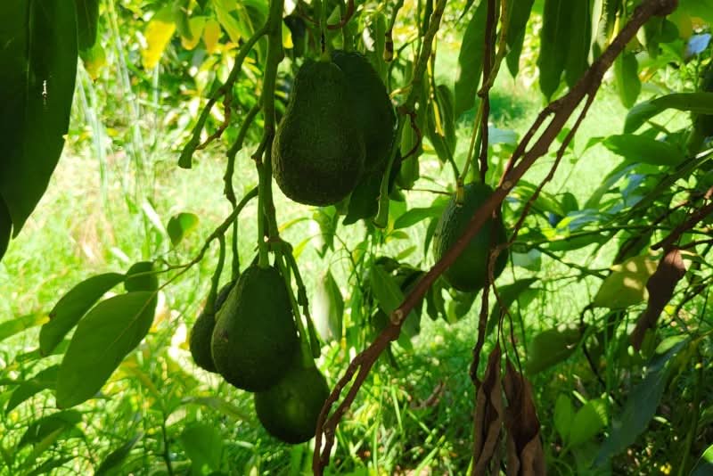 Avocado Hass Kreta 1 Stk. - Image 10