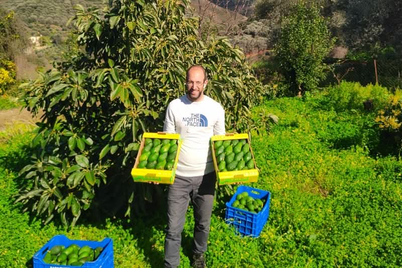 Avocado Hass Kreta 1 Stk. - Image 11