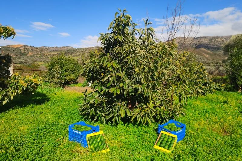 Avocado Hass Kreta 1 Stk. - Image 12
