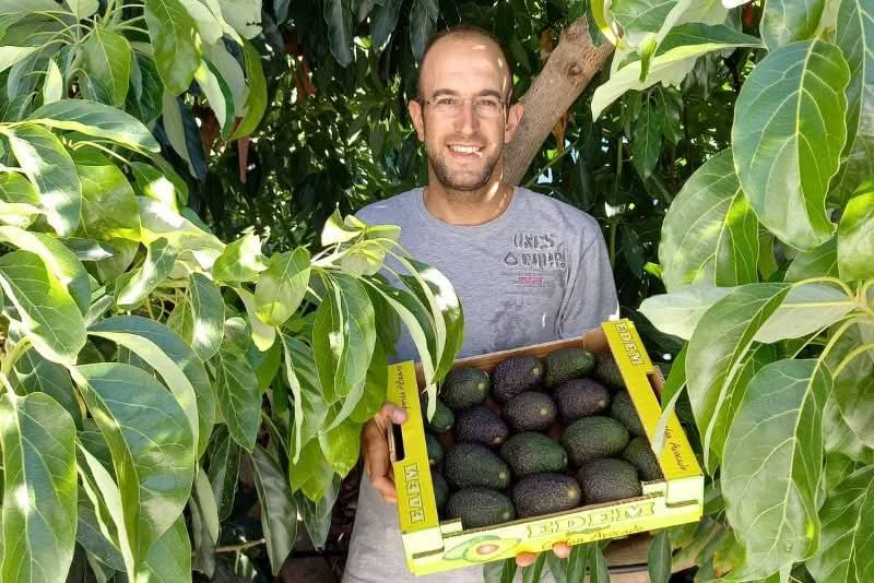 Avocado Hass Kreta 1 Stk. - Image 6