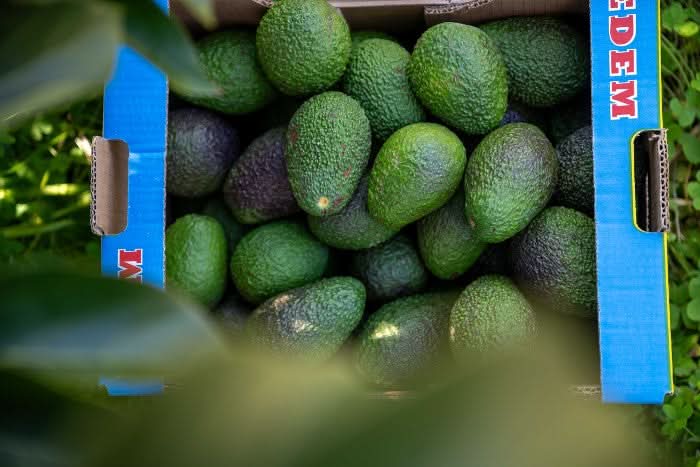 Avocado Hass Kreta 1 Stk. - Image 7