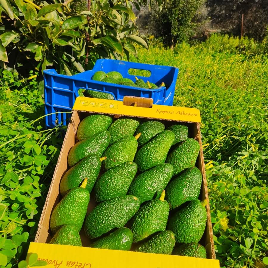 Avocado Hass Kreta 1 Stk. - Image 9