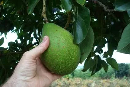 Avocado "Jumbo" Bio & Fair Kipepeo Sparpreis-Box - Image 3