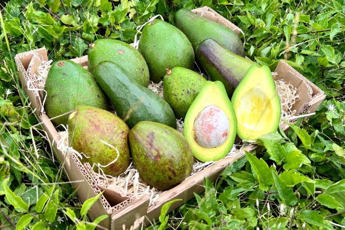 Avocado "Jumbo" Bio & Fair Kipepeo - Image 2