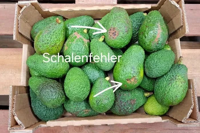 Avocado Lamb Hass Hass Bio von Carlos Retterbox - Image 2