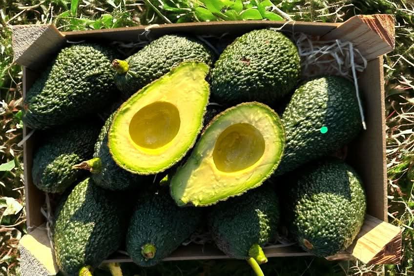 Avocado Maluma 1 Stk.