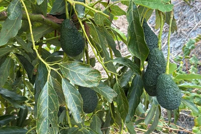 Avocado Maluma 1 Stk. - Image 3