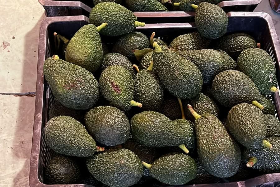Avocado Maluma 1 Stk. - Image 4