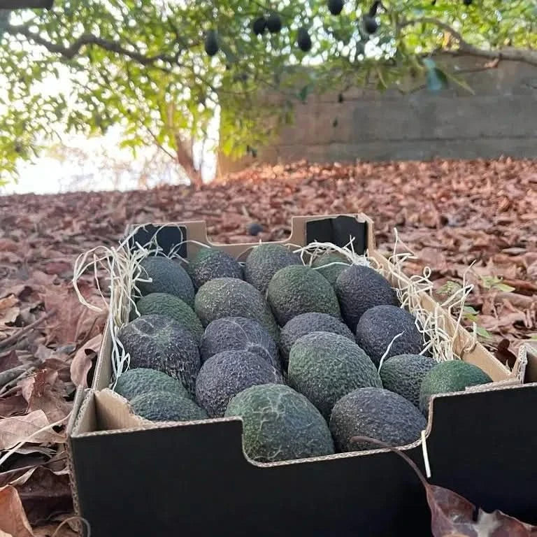 Avocado-Mix 1kg - Image 12