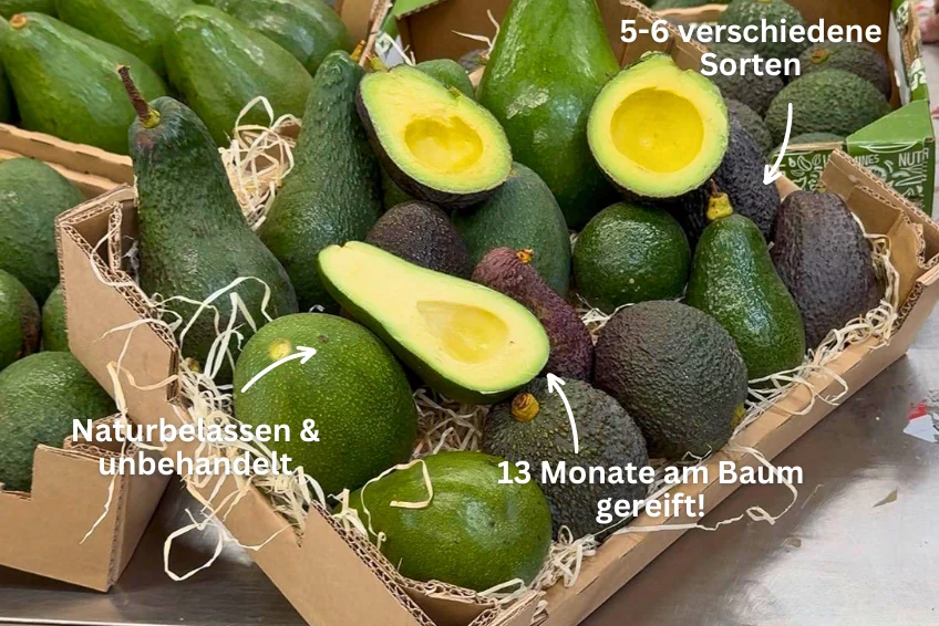 Avocado-Mix 13 Monate baumgereift Sonderaktion % 3kg Box - Image 2