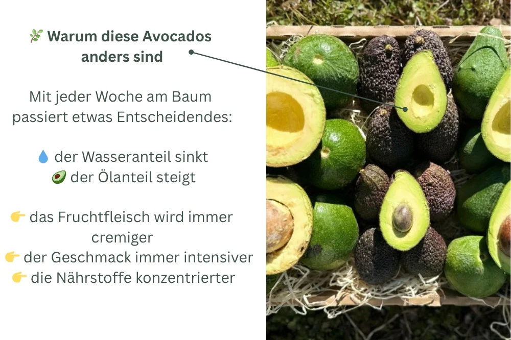 Avocado-Mix 13 Monate baumgereift Sonderaktion % 3kg Box - Image 3