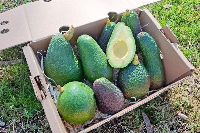 Avocado-Mix 1kg