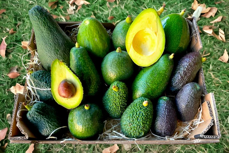 Avocado Entdeckerbox "Wild Wonders" (6 Sorten!)