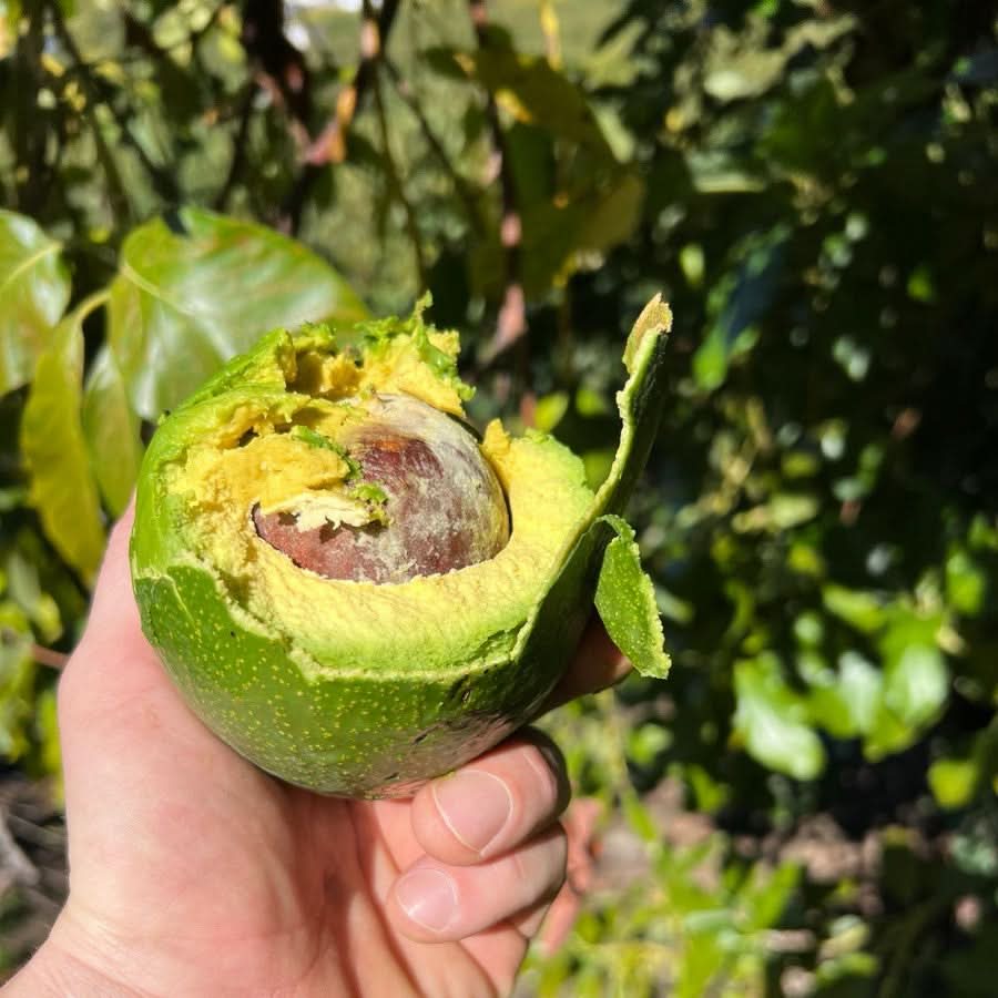 Avocado Entdeckerbox "Wild Wonders" (6 Sorten!) - Image 8