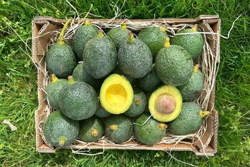 Avocado Nabal 1 Stk.