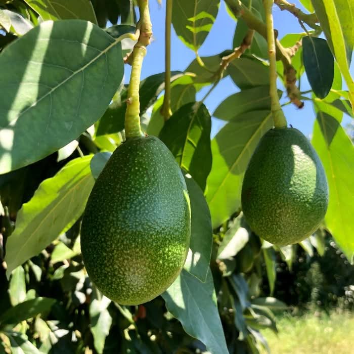 Avocado & Orangen Bio Demeter 4kg Box Sonderaktion % - Image 4