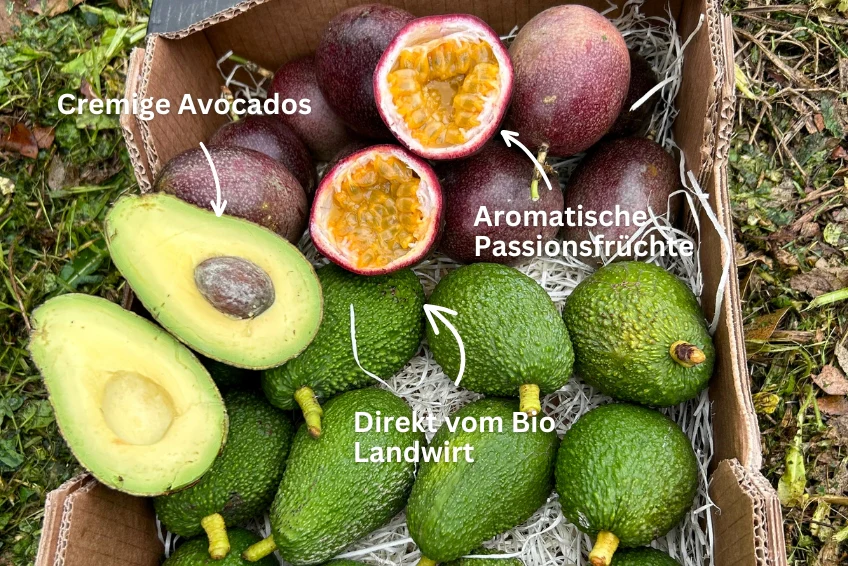 Avocado & Passionsfrüchte Box von Salvador - Image 3