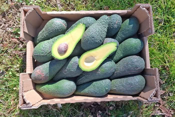 Avocado Pinkerton 1 Stk.