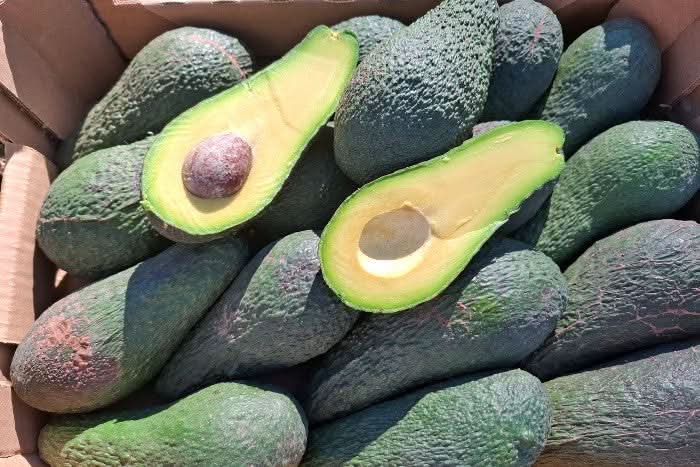 Avocado Pinkerton 1 Stk. - Image 3