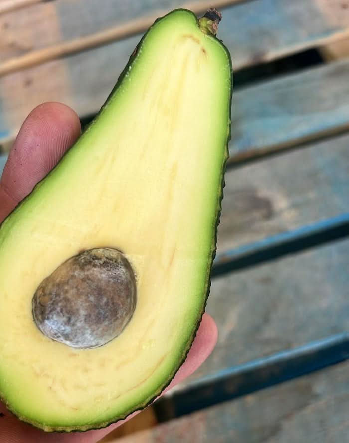 Avocado Pinkerton 1 Stk. - Image 5