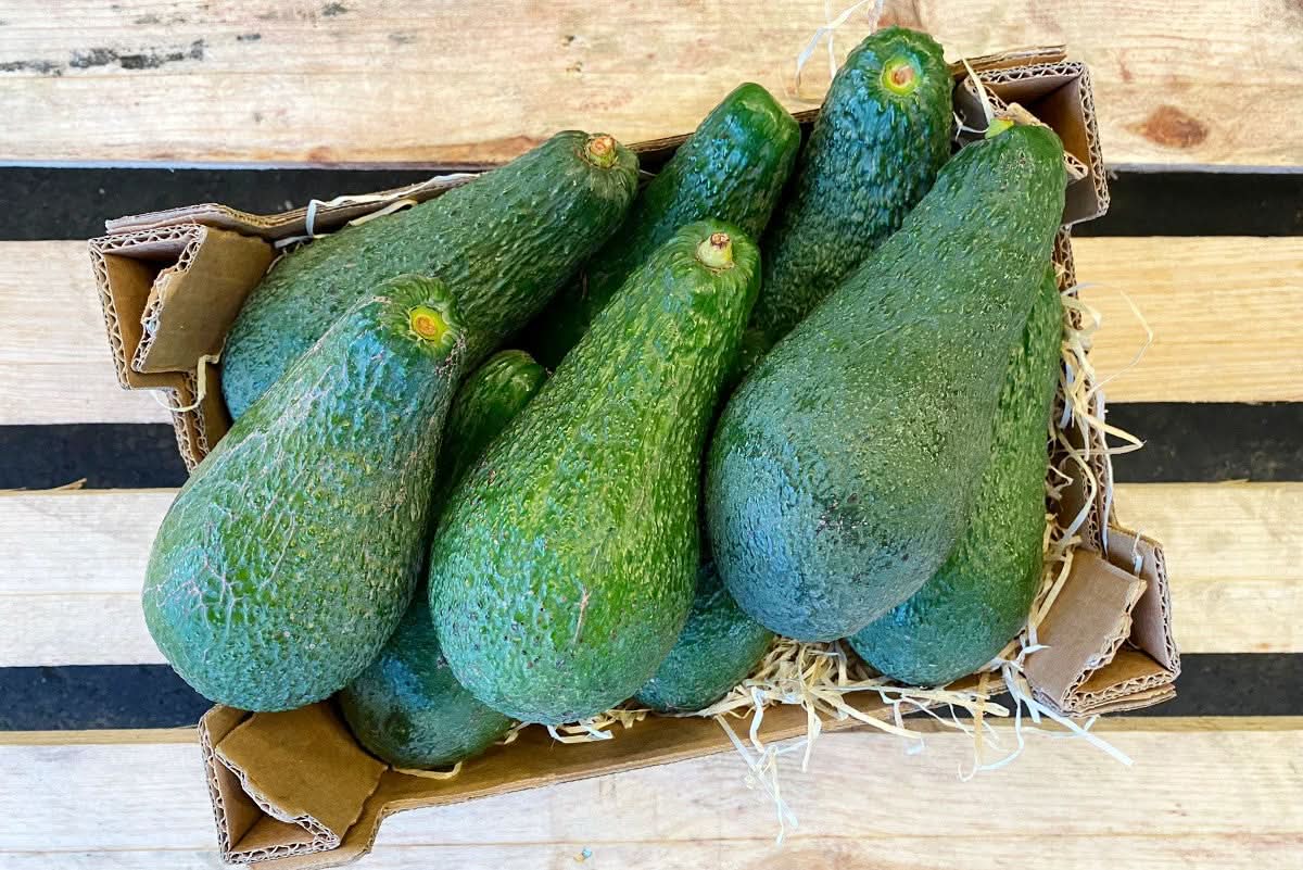 Avocado Pinkerton Bio von Julian
