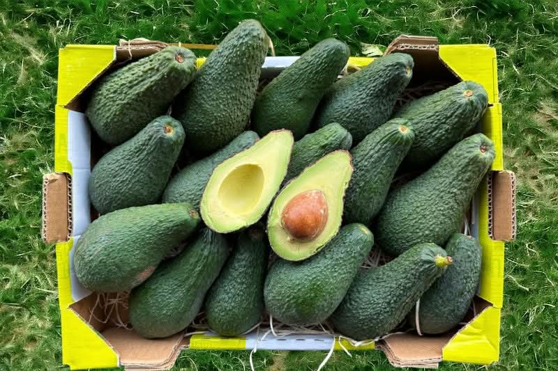 Avocado Pinkerton Bio von Julian - Image 5