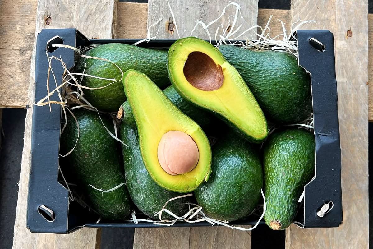 Avocado-Rarität Insana wild 13 Monate baumgereift von Julian
