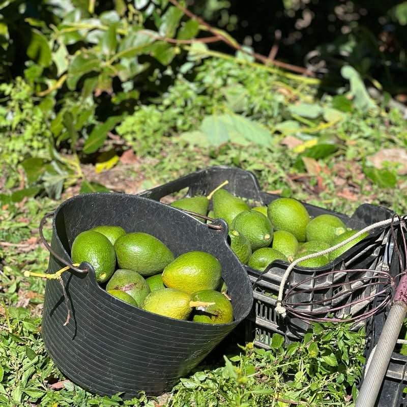 Avocado Salvaje wild von Julian - Image 6