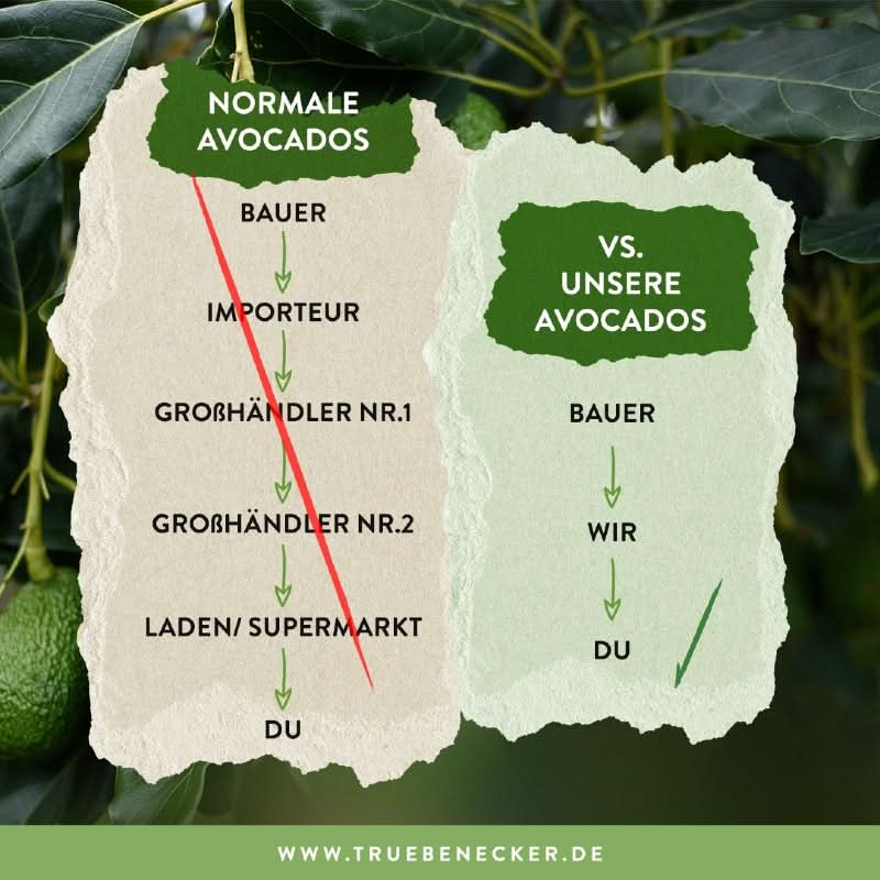 Avocado Hass Bio vom Vulkan Ätna Sizilien - Image 8
