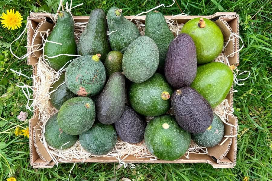 Avocado-Raritäten Mix Box von Julian