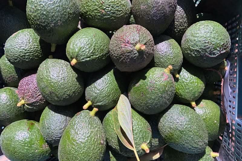 Avocado Retterbox "Späternte" Bio & Wild von Julian - Image 5