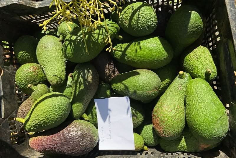 Avocado Retterbox "Späternte" Bio & Wild von Julian - Image 8