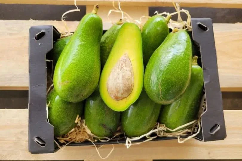 Avocado Salvaje wild von Julian Sparpreis-Box - Image 4