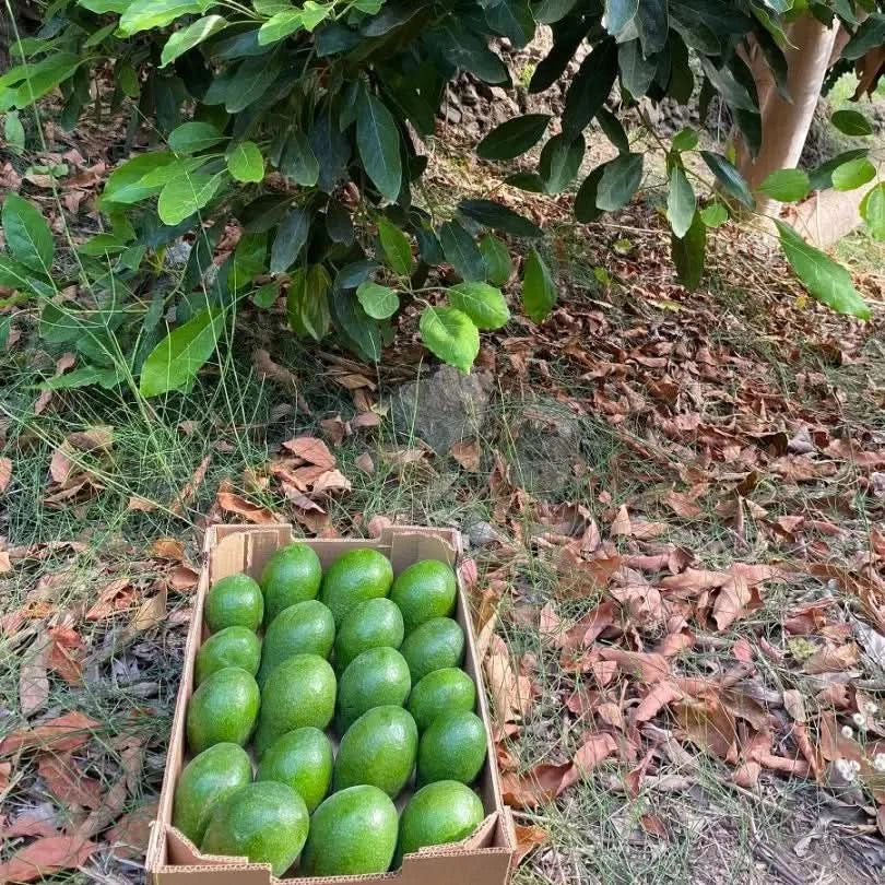 Avocado Torrox wild von Juan - Image 3