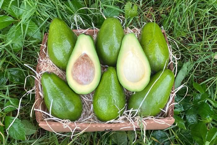 Avocado Zutano groß 1 Stk.