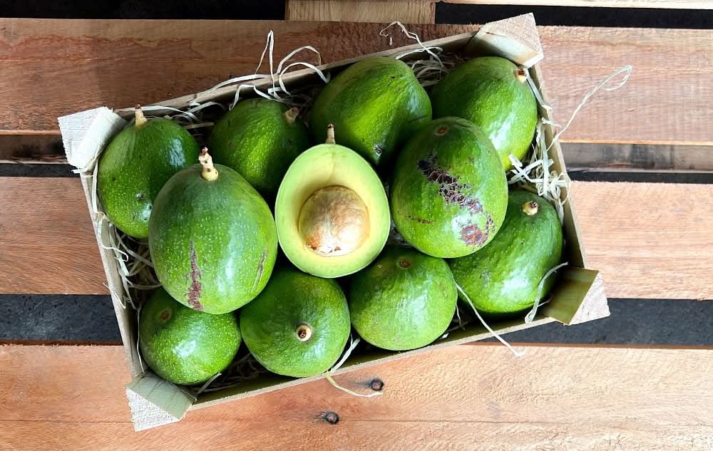 Avocadorarität "Del Rio" wild (unbehandelt) von Miguel Box Sparpreis