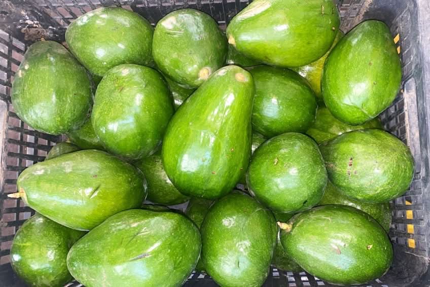 Avocadorarität Guatemalteco wild von Rufino