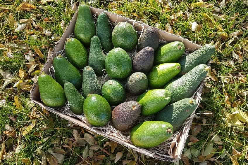 Avocadorarität salvaje "Urform" von Rufino Box - Image 3
