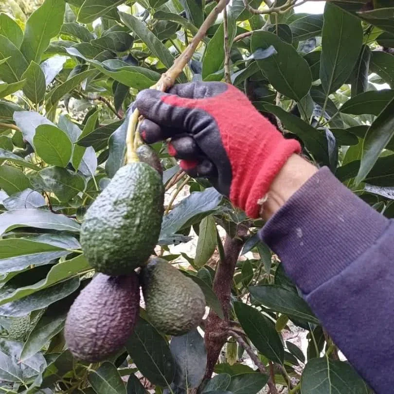 Avocadorarität Telesforo wild von Julian - Image 2
