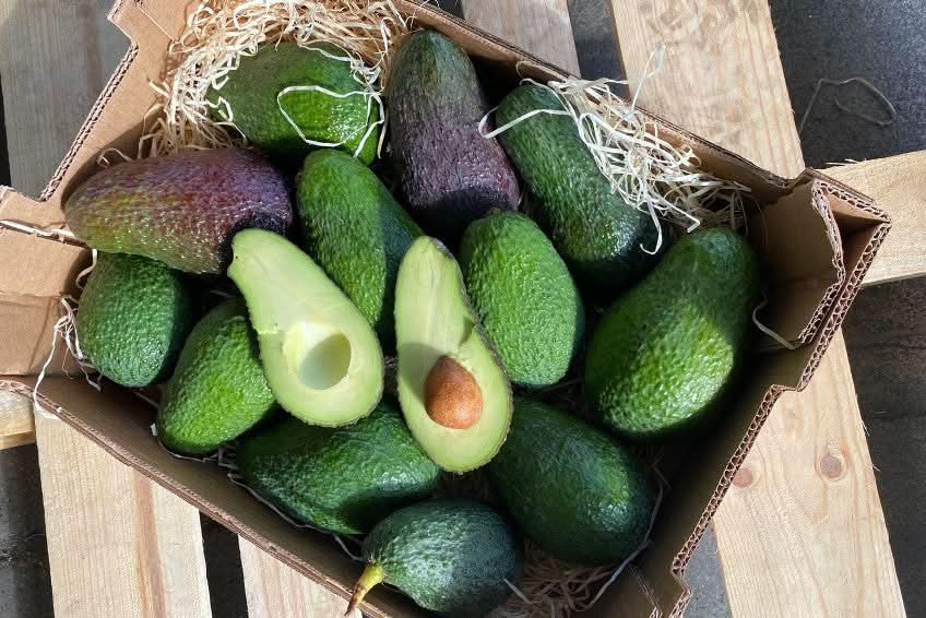 Avocadorarität Telesforo wild von Julian - Image 5