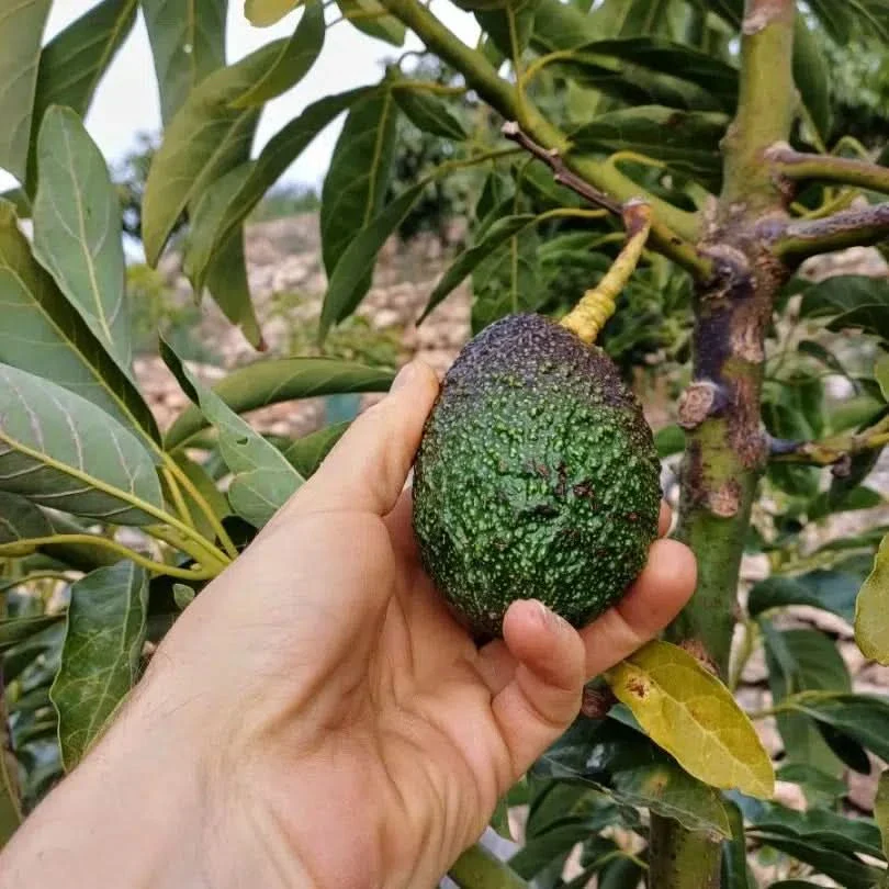 Avocadorarität Telesforo wild von Julian - Image 6