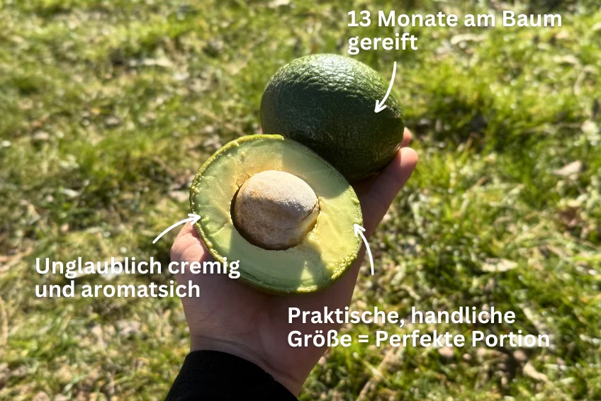 Avocado Mini Reed von Juan 3kg Retterbox - Image 3