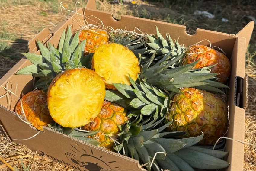Baby-Ananas reifgeerntet