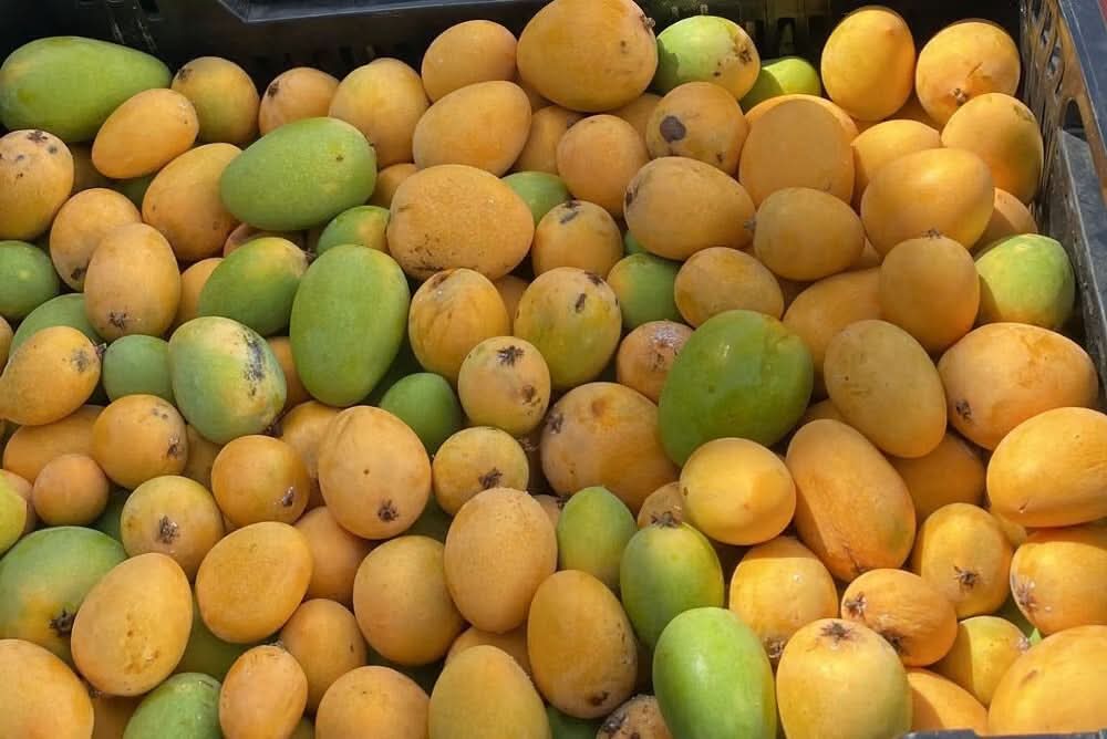 Baby Zuckermangos Ataulfo Bio von Julian Sparbox - Image 5