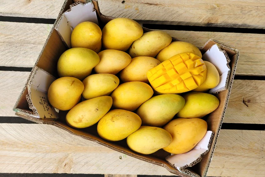 Honig-Mango Ataulfo Bio von Jose Retterbox % 3kg