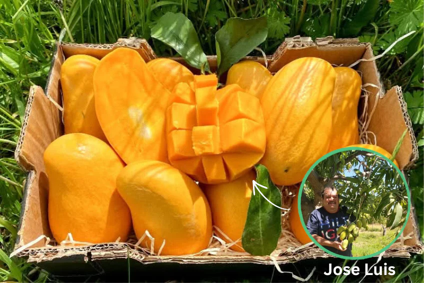 Honig-Mango Ataulfo Bio von Jose Retterbox % 3kg - Image 2