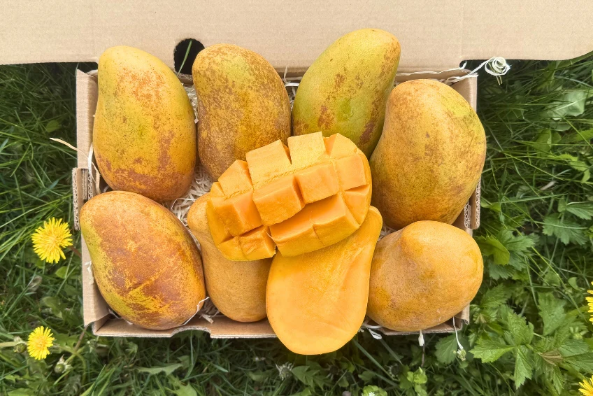 Honig-Mango Ataulfo Bio von Jose Retterbox % 3kg - Image 4