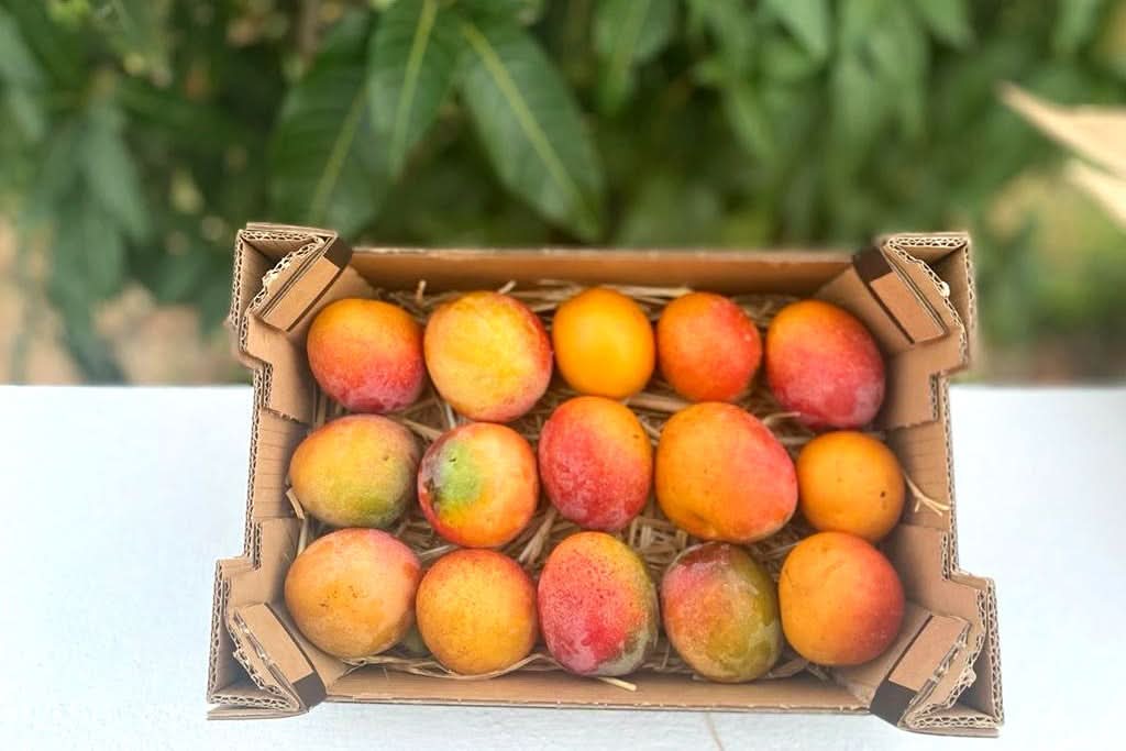Baby-Mango Irwin Bio von Finca Cayetana - Image 3