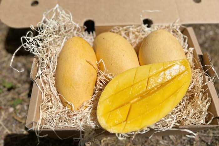 Mango Nam Dok Mai Retterbox - Image 2